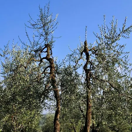 Il Pino - Cipresso * Gambassi Terme